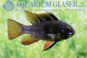 Blue Ram - Black S/M (min. 18 pcs) - Image 5