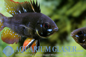 Blue Ram - Black S/M (min. 18 pcs) - Image 6