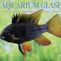 Blue Ram - Black S/M (min. 18 pcs)