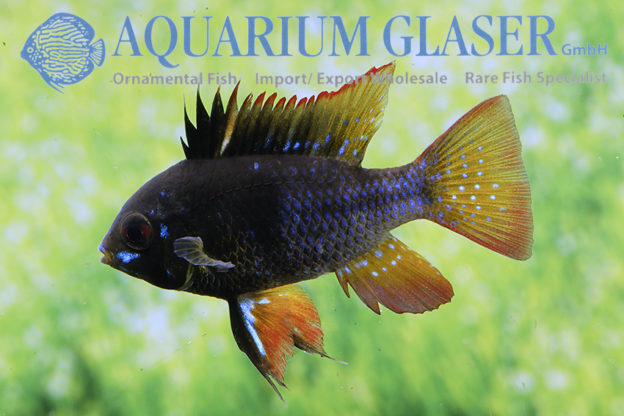 Blue Ram - Black S/M (min. 18 pcs)