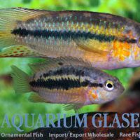 Golden-Head Nanna - 'Sourourou' M (min. 12 pcs)