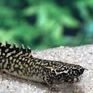 Bichirs (bíkírar)