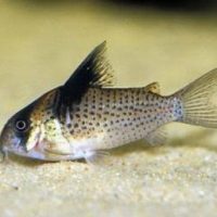 Spotted Collar Cory M/L (min. 18 pcs)
