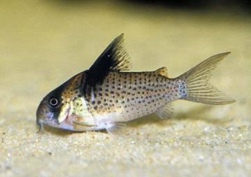 Spotted Collar Cory M/L (min. 18 pcs)