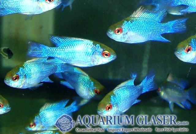 Blue Ram - Super Neon M (min. 12 pcs) - Image 2
