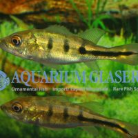 Orinoco Peacock Bass S (min. 6 pcs)