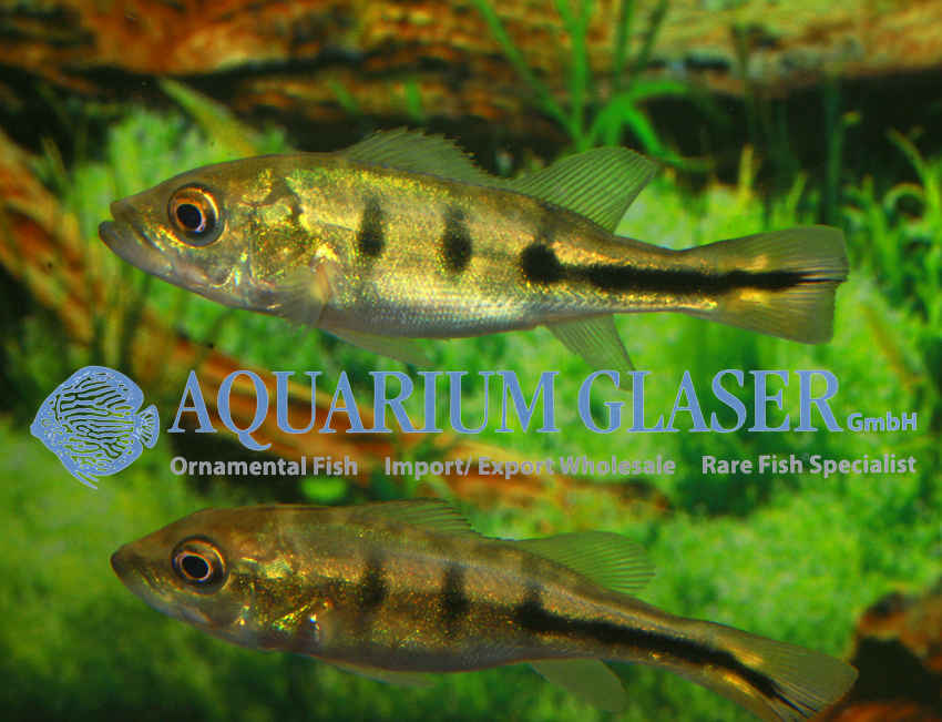 Orinoco Peacock Bass S (min. 6 pcs)