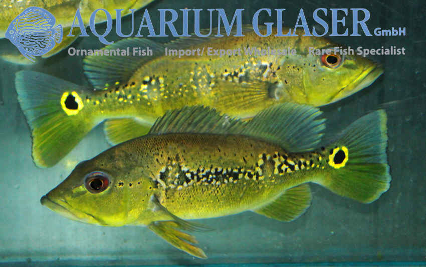 Orinoco Peacock Bass S (min. 6 pcs) - Image 4