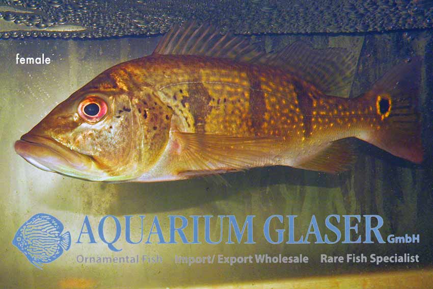 Orinoco Peacock Bass S (min. 6 pcs) - Image 3
