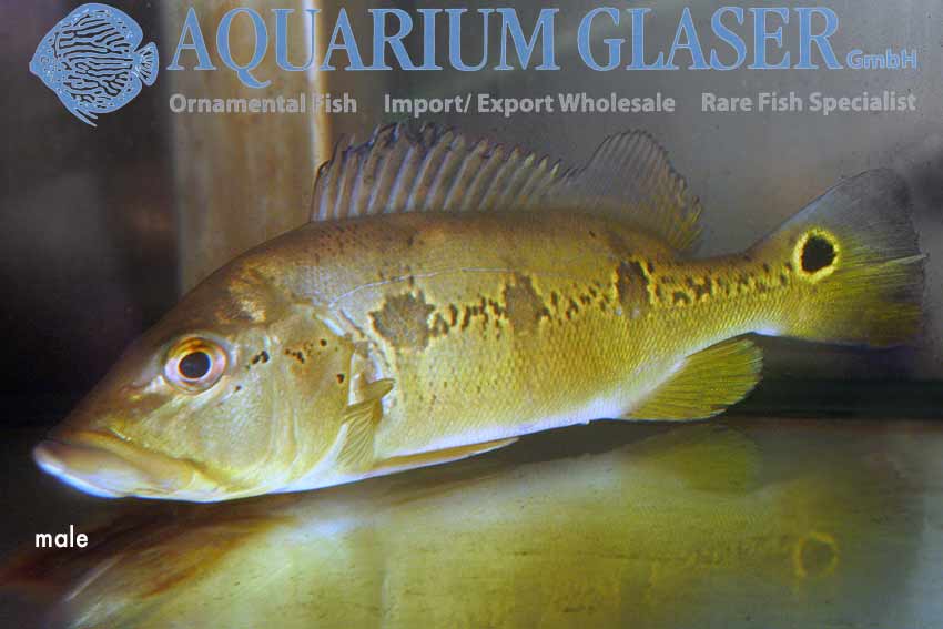 Orinoco Peacock Bass S (min. 6 pcs) - Image 2