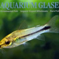 Pygmy Cory M/L (min. 50 pcs)