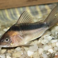 Rusty Cory L/XL (min. 10 pcs)