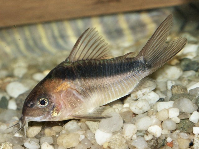 Rusty Cory L/XL (min. 10 pcs)