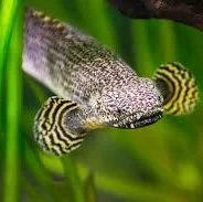Eelfish (álfiskar)