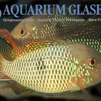 Red-finned Pearl Eartheater L (min. 1 pc)
