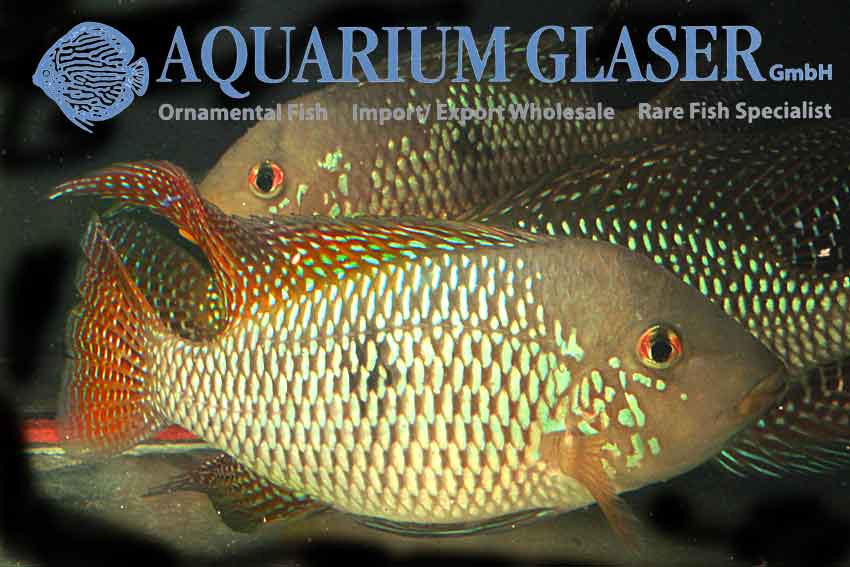 Red-finned Pearl Eartheater L (min. 1 pc)