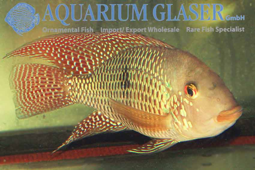 Red-finned Pearl Eartheater L (min. 1 pc) - Image 3