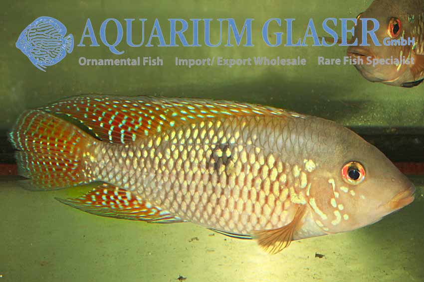 Red-finned Pearl Eartheater L (min. 1 pc) - Image 2