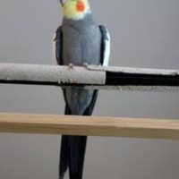 Grey Cockatiel (dísa)