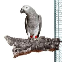 Corky Chew L