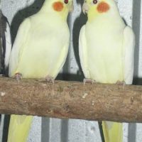 Lutino Cockatiel (dísa)