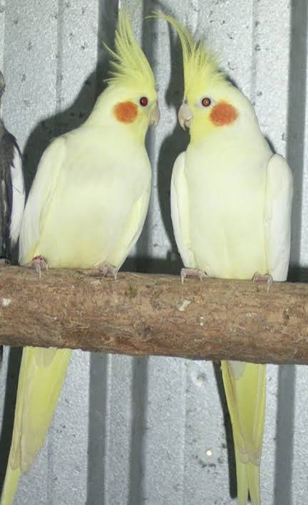 Lutino Cockatiel (dísa)