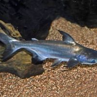 Sailfin Pangasius S/M (min. 10 pcs)