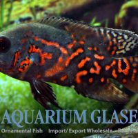Oscar - Red Tiger S/M (min. 12 pcs)