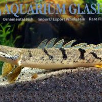 Armoured Bichir S/M (min. 5 pcs)