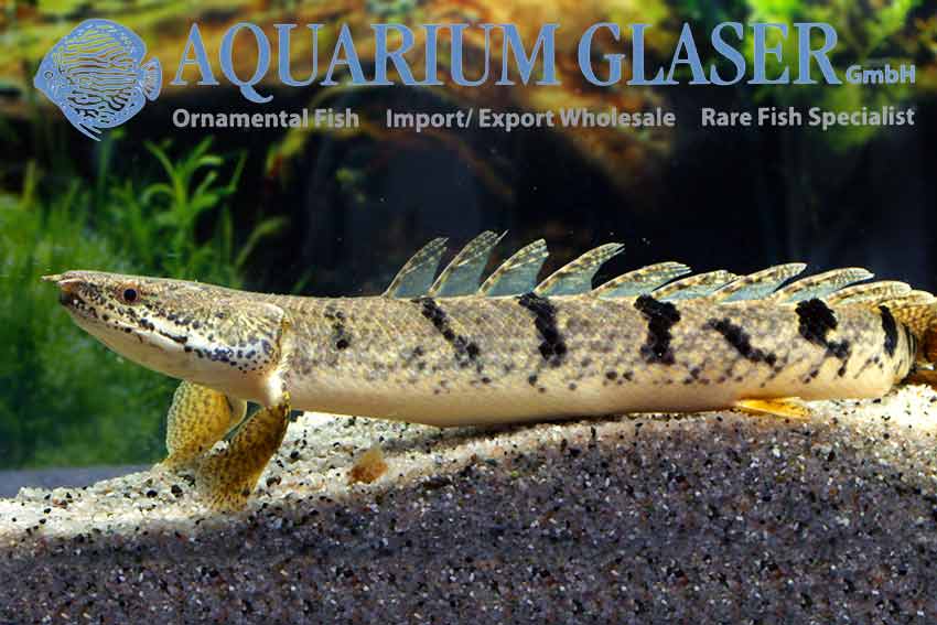 Armoured Bichir S/M (min. 5 pcs)