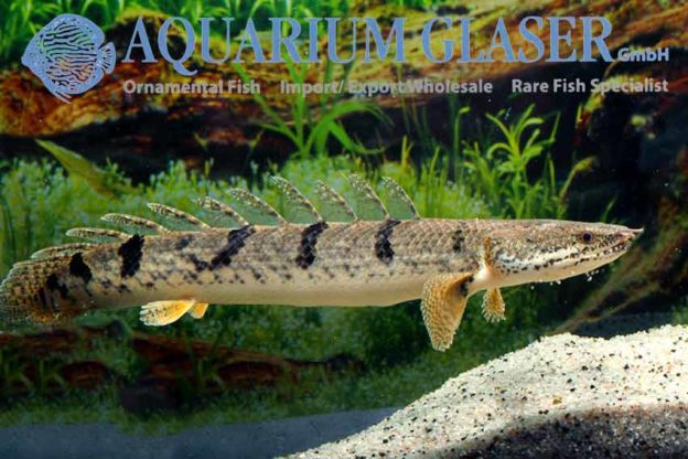 Armoured Bichir S/M (min. 5 pcs) - Image 4