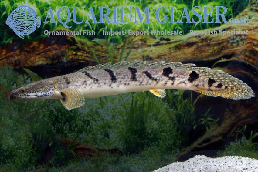 Armoured Bichir S/M (min. 5 pcs) - Image 3