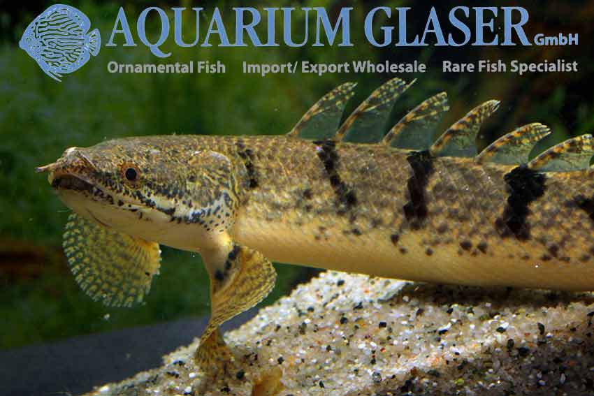 Armoured Bichir S/M (min. 5 pcs) - Image 2