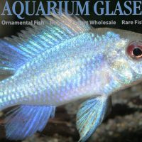 Blue Ram - Super Neon M (min. 12 pcs)