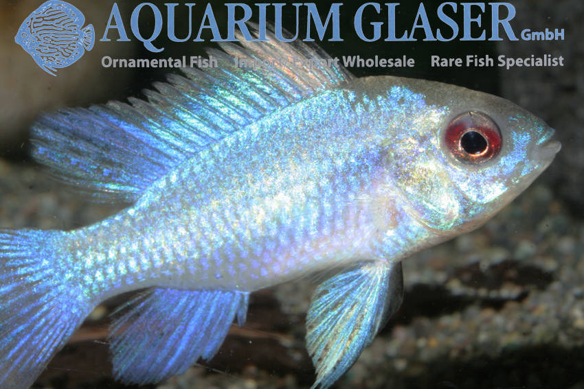 Blue Ram - Super Neon M (min. 12 pcs)