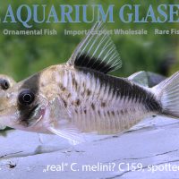 False Bandit Cory M (min. 12 pcs)