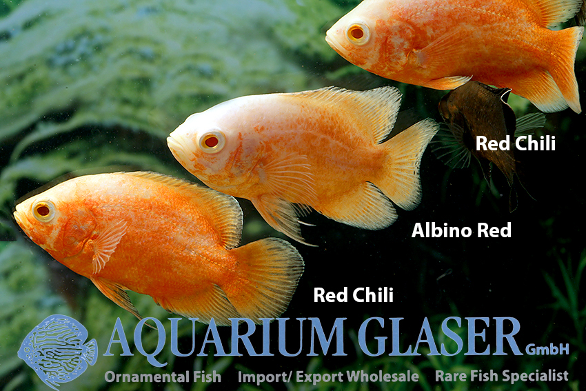 Oscar - Albino Red S/M (min. 12 pcs) - Image 3