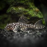 L136 Spotted Angel Pleco M (min. 3 pcs)