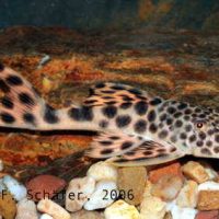 L124 Yellow Leopard Pleco M (min. 3 pcs)
