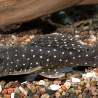 L030 Peppermint Pleco M (min. 2 pcs)