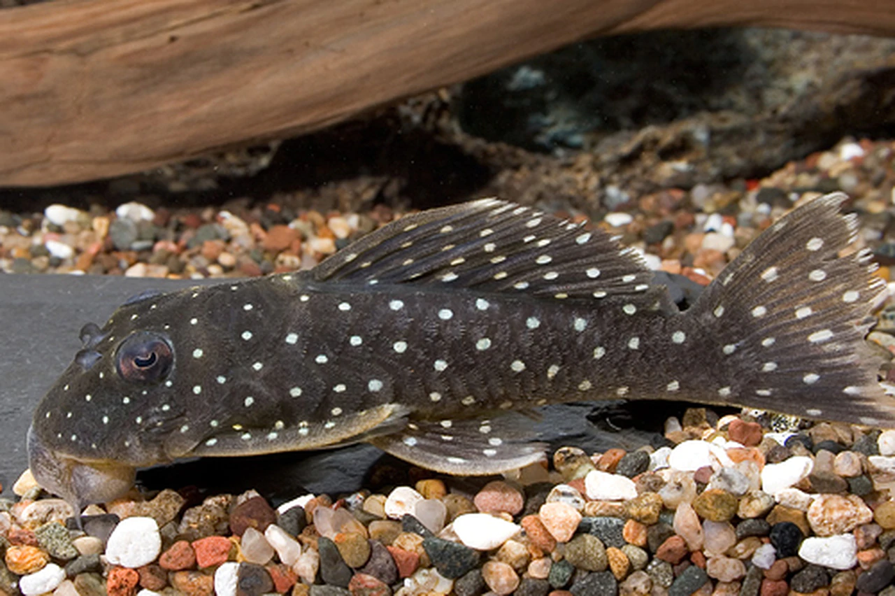L030 Peppermint Pleco M (min. 2 pcs)