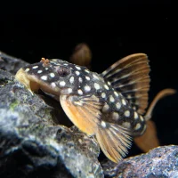 L014 Goldie Pleco S/M - Wild (min. 2 pcs)
