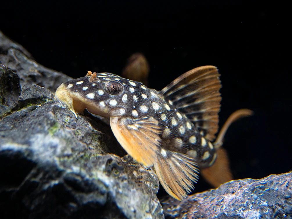 L014 Goldie Pleco S/M - Wild (min. 2 pcs)