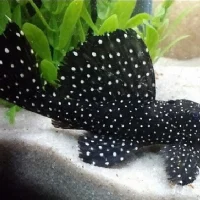 L029 Galaxy Pleco M (min. 2 pcs)