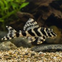 L015 Candy Stripe Pleco L (min. 2 pcs)
