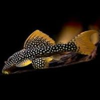 L025 Scarlet Cactus Pleco M/L