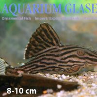 L027 Xingu Royal Pleco M (min. 2 pcs)