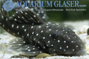 L031 Peppermint Pleco M (min. 2 pcs) - Image 9