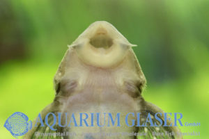 L031 Peppermint Pleco M (min. 2 pcs) - Image 10