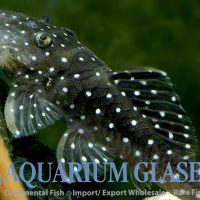 L031 Peppermint Pleco M (min. 2 pcs)
